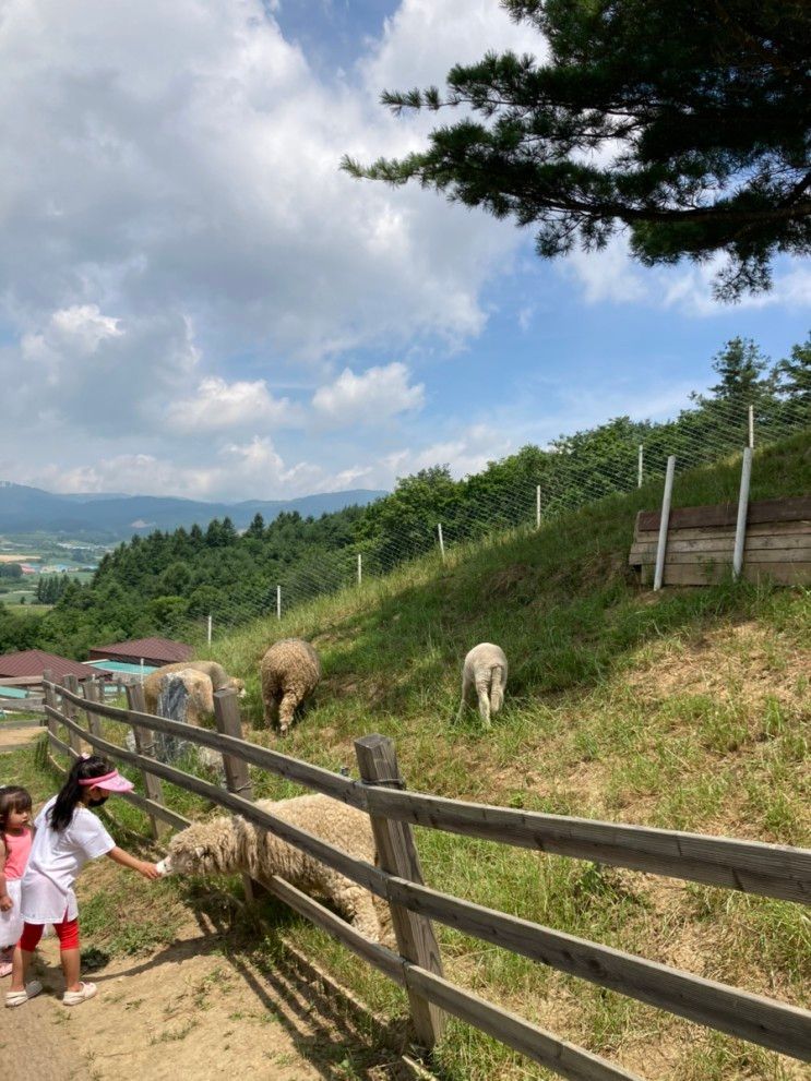 평창 아이랑 가볼만한 곳, 순수양떼목장 (평창라마다호텔 바로...