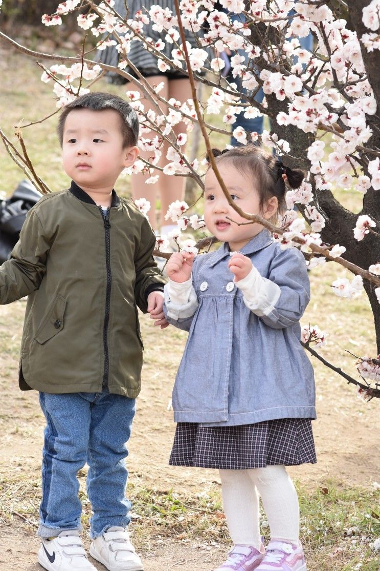 아이랑 갈만한곳 윤중로 벚꽃축제와 켄싱턴호텔 여의도