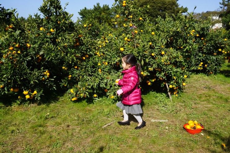 2일차, 메종글래드 제주 호텔... 아기와 제주, 아이와 제주...