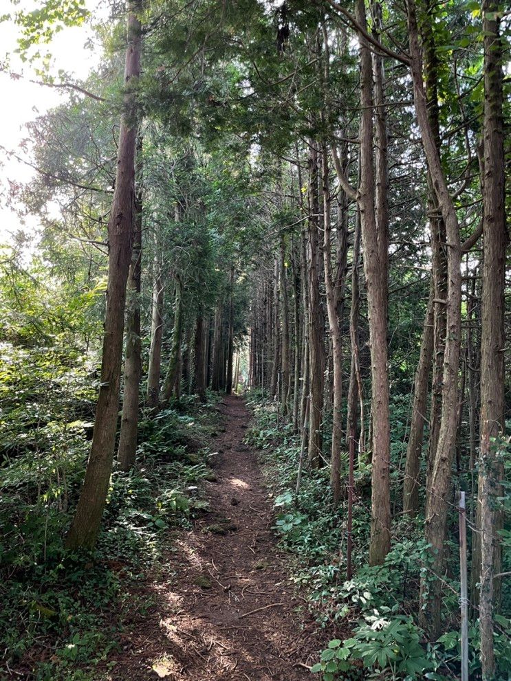 제주여행 산책하기 좋은 핀크스포도호텔 트레킹코스 안내 및...