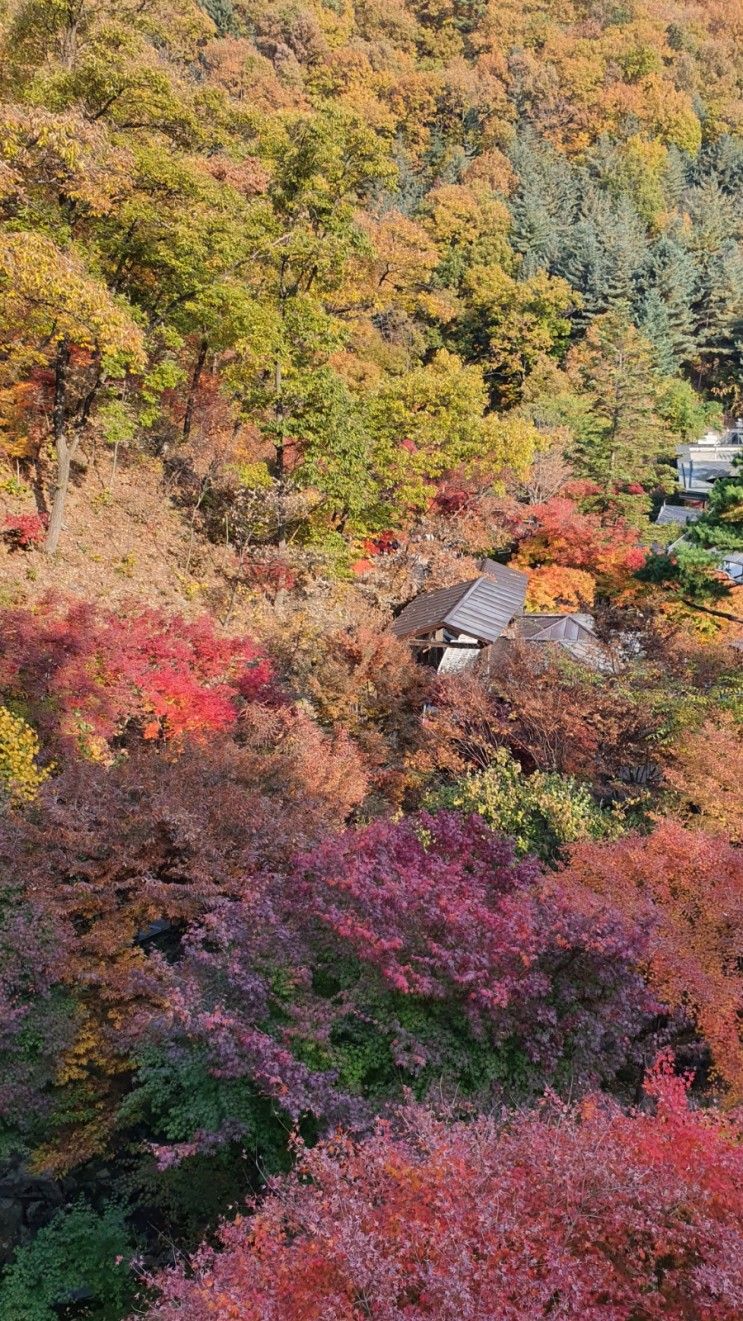 아이랑 가을 단풍구경 :: 경기도 광주 곤지암리조트 화담숲