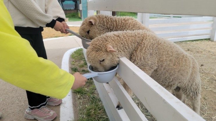 경기도 광주 아이랑 가볼만한곳 곤지암리조트 하늘공원...