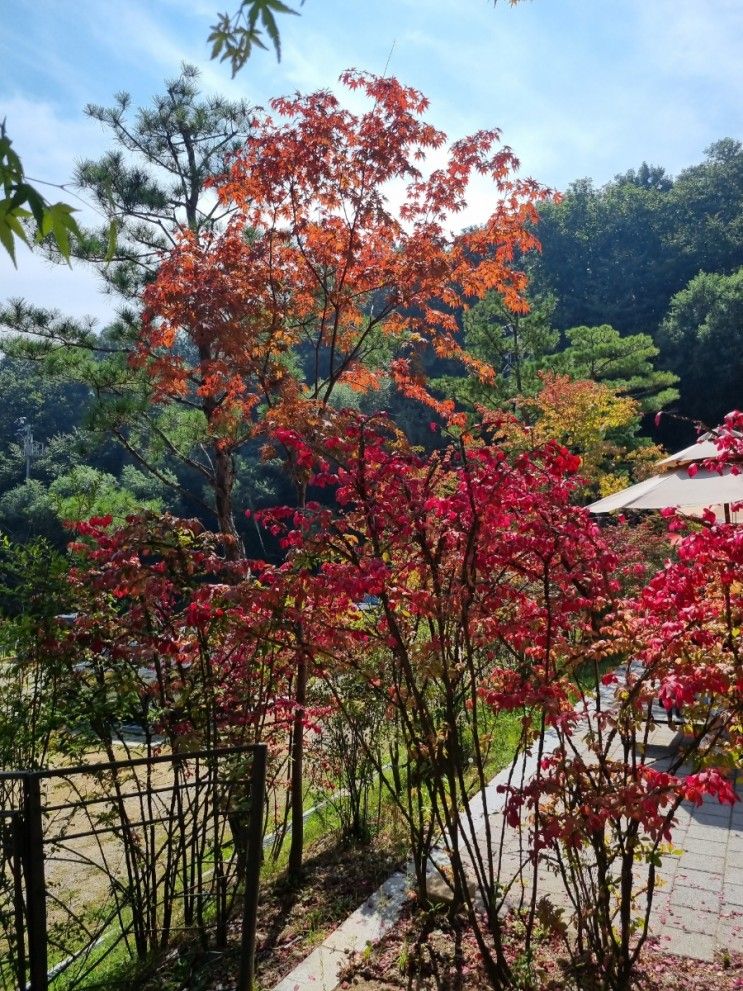 아이와 함께 곤지암리조트 화담숲 나들이, 모노레일 탑승 팁...