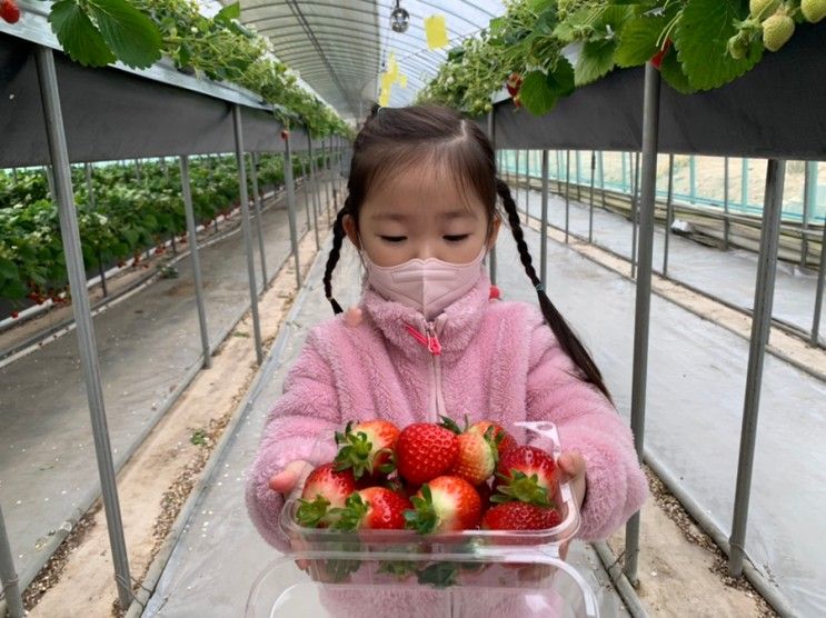 부산 근교 가볼만한곳 창원 딸기체험 동물먹이주기까지 알차게 놀아요