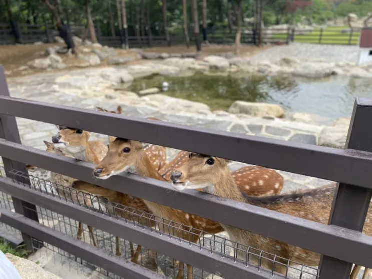 아이랑 강원도여행 켄싱턴리조트 동물이있는 켄싱턴설악밸리...