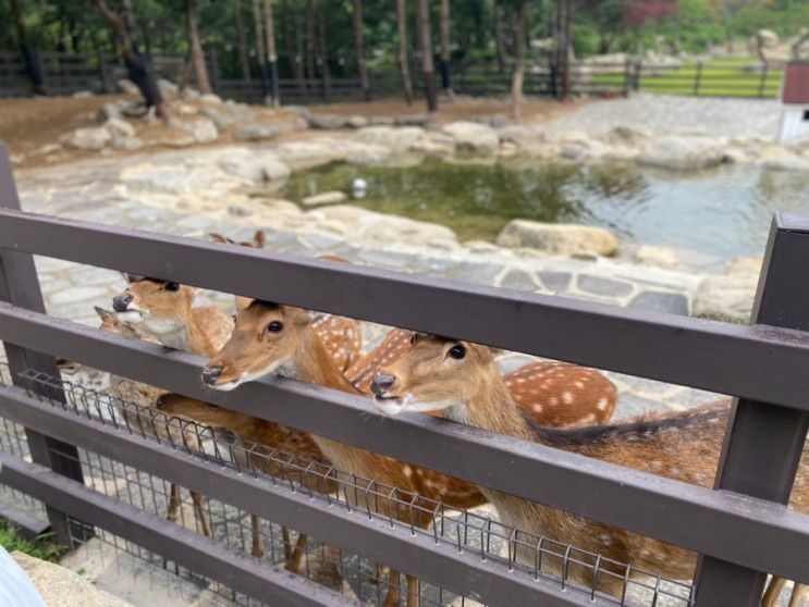 아이랑 강원도여행 켄싱턴리조트 동물이있는 켄싱턴설악밸리...