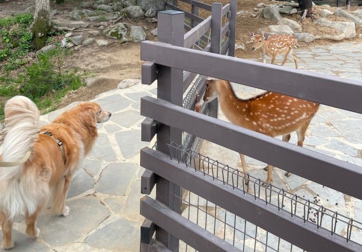 반려견동반, 강원도 여행기 : 켄싱턴리조트 설악밸리, 체크인편