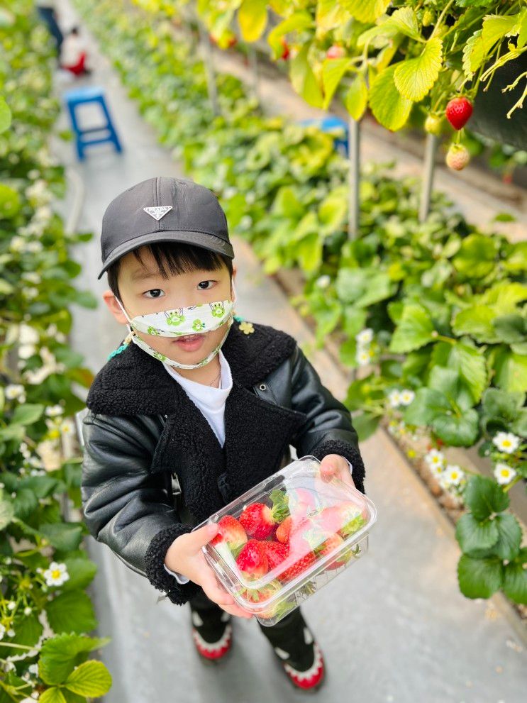39개월아기 :: 다감농원, 딸기따기체험