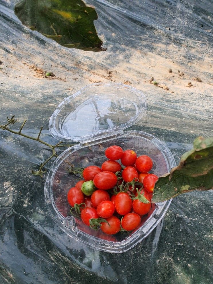 창원 아이와 가볼만한 곳 다감농원 토마토따기