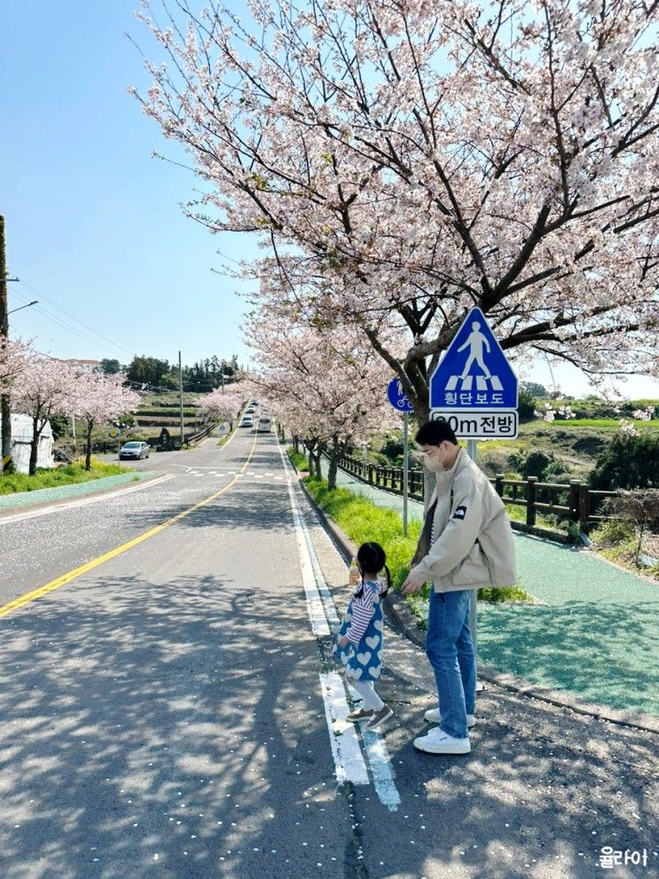 4월 아이랑 제주 여행 코스... 쇠소깍 ,제주 신라스테이...