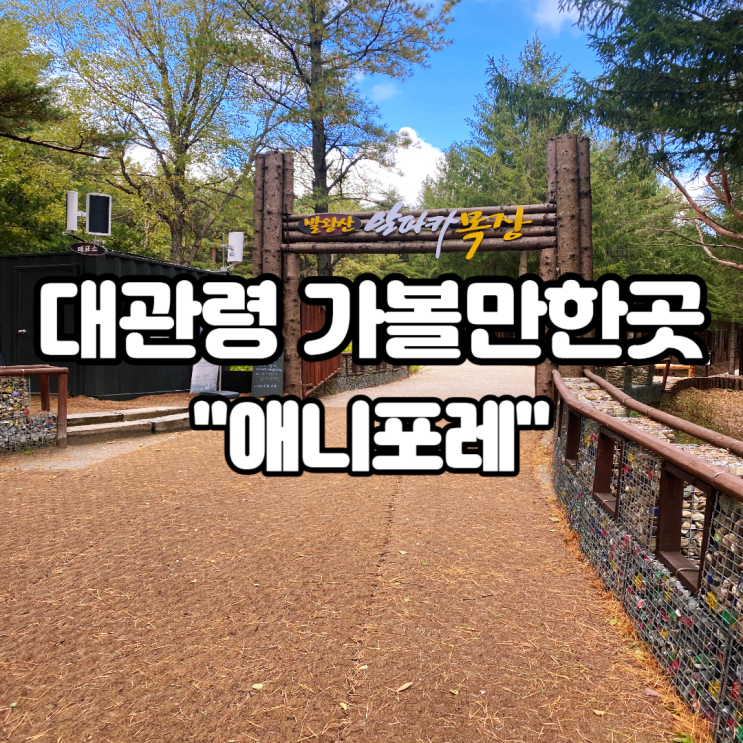 모나 용평리조트 애니포레 평창 알파카 아이랑 먹이주기