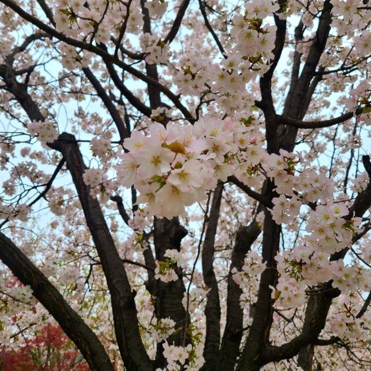 벚꽃의 계절 봄! 4월 아이와 연인과 함께 가볼만한 곳! 북서울 꿈의 숲