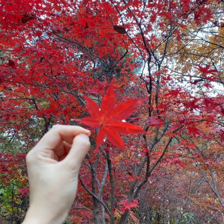 [아이와함께] 김해 유아숲체험! 분성산생태숲 체험활동 하기