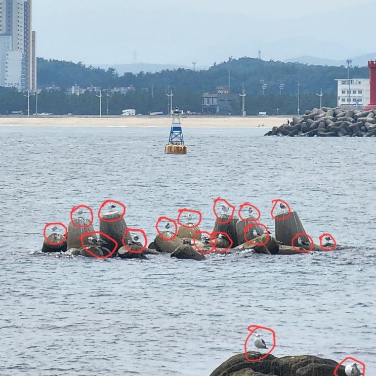 강원도 강릉 주문진 여행 2일차 [고즈넉한주문펜션, 카페맬굼...