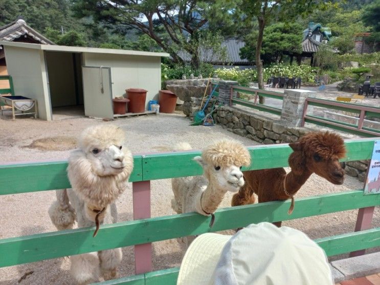 아이와 친구 여행(한화리조트 산정호수 안시, 산정에코...