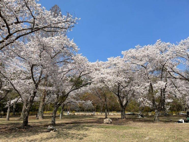 경주여행 :: 실시간 벚꽃 개화 상황 / 불국사 / 보문단지...