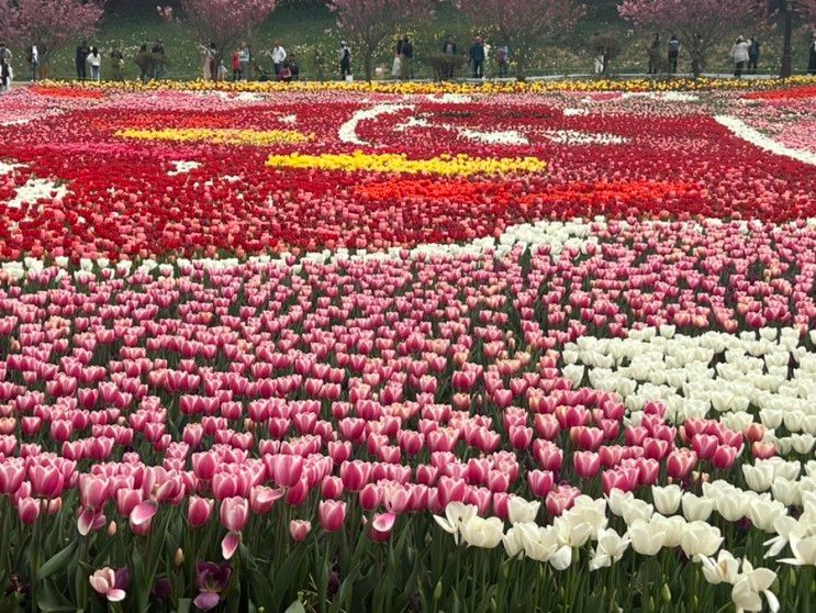 태안:태안세계튤립축제 하울펜션 펜션바베큐