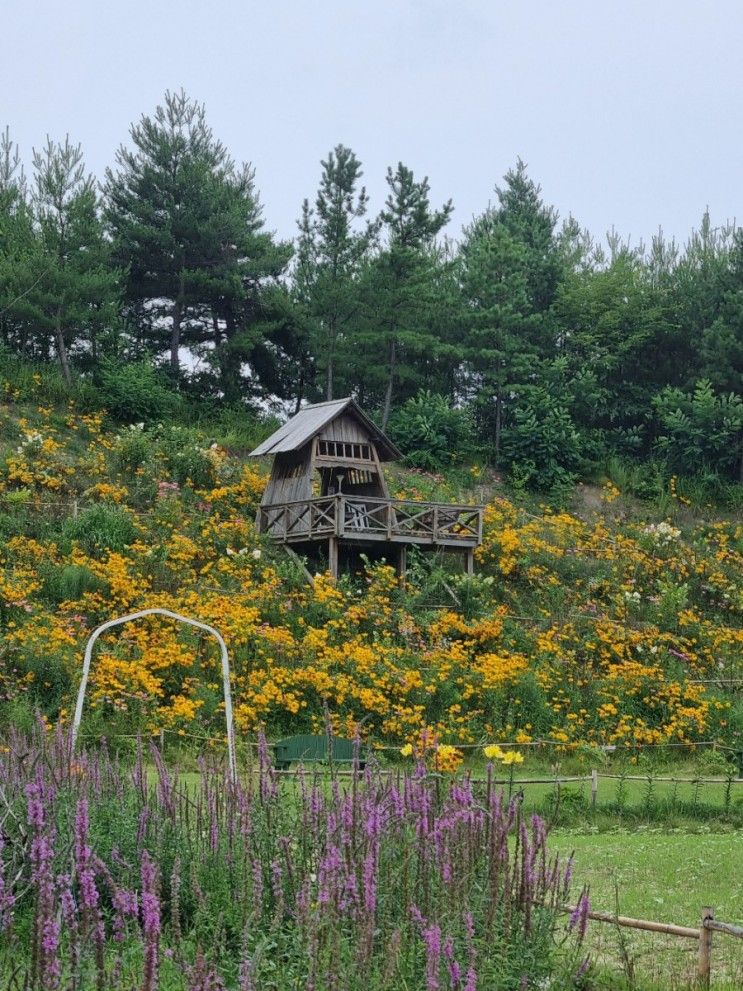 강릉 뒷뜨루 관광농원 사천면 온실카페 입장료