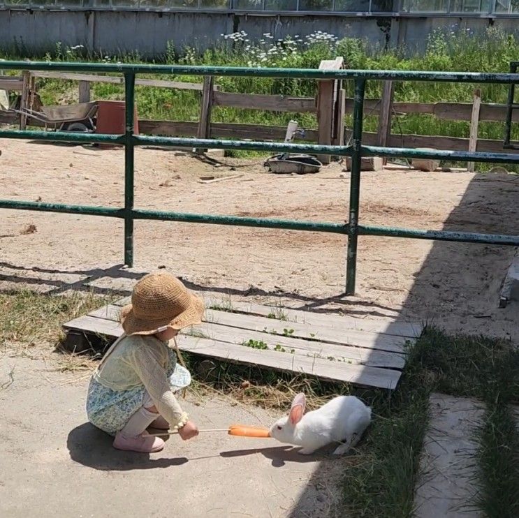 강릉 아이와 가볼만한곳 : 동물 먹이체험 가능한 미니동물원 '뒷뜨루'