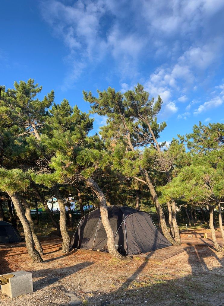 해돋이명소 추천! 울진 해빛뜰마을 캠핑장⛺️