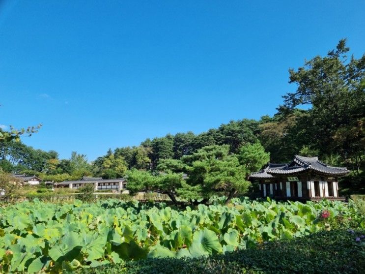 강릉 1박2일 여행코스 및 먹거리, 파인아트라벨 숙소 후기