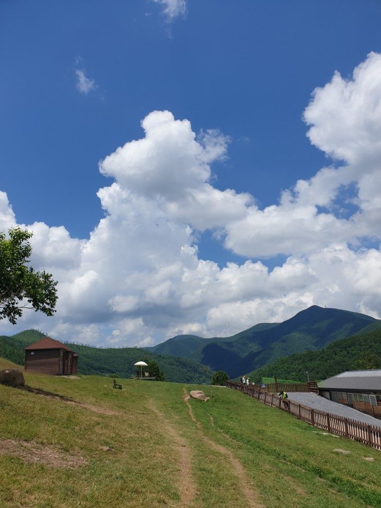 강원도 가볼만한곳 [몽토랑 산양목장] 산양과 함께 알프스놀이~