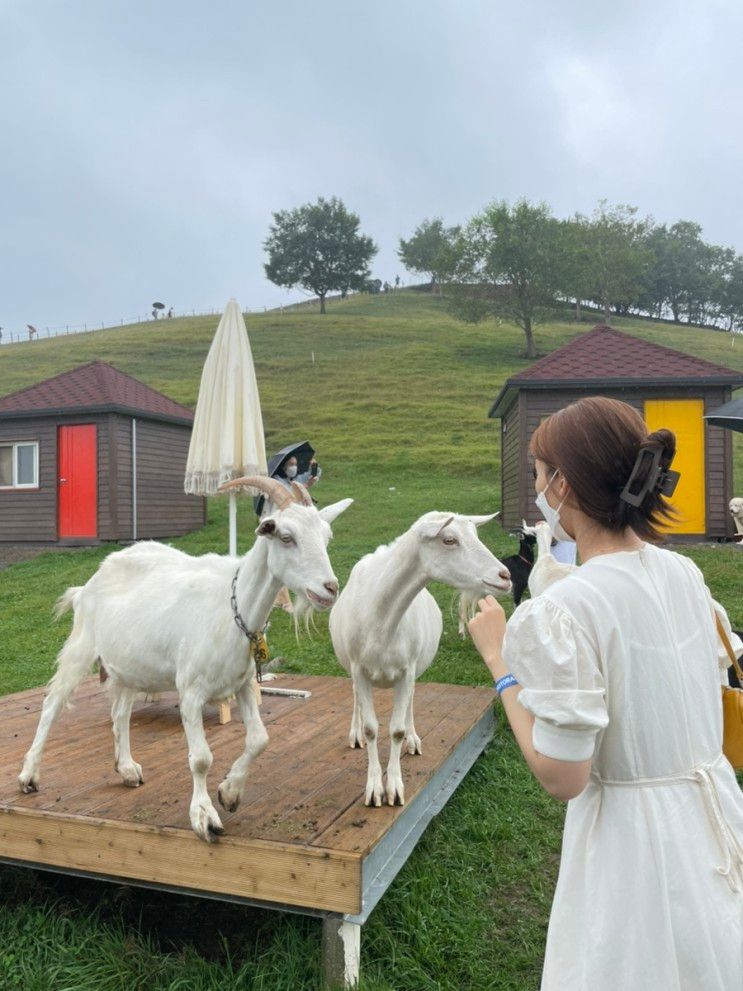 [강원도/태백] 몽토랑 산양목장 - 예쁜 카페와 산양목장체험