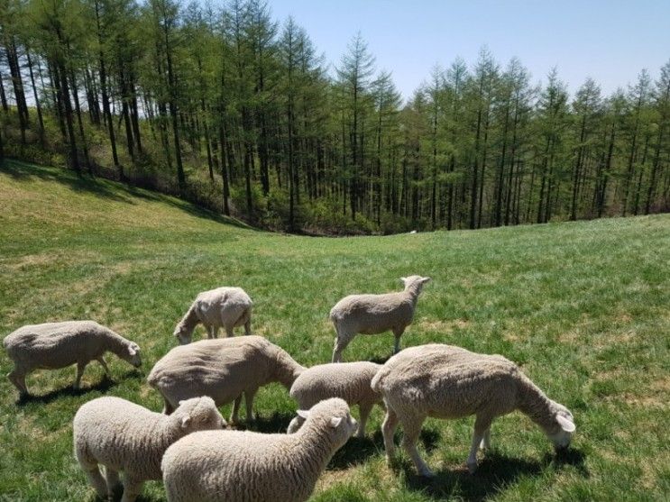 (윌횟집), 아이원리조트, 대관령 양떼목장(평창한우마을대관령)