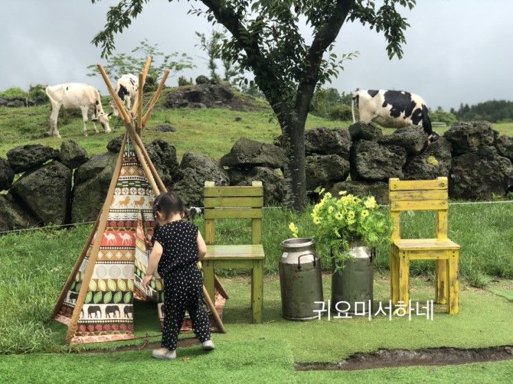 [3박4일]31개월 아이랑 6월... 협재해수욕장,제주돗,더본호텔