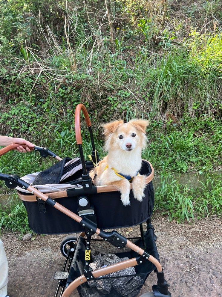 제주서쪽애견동반여행 2편... 풀베개카페,이큐스테이호텔...