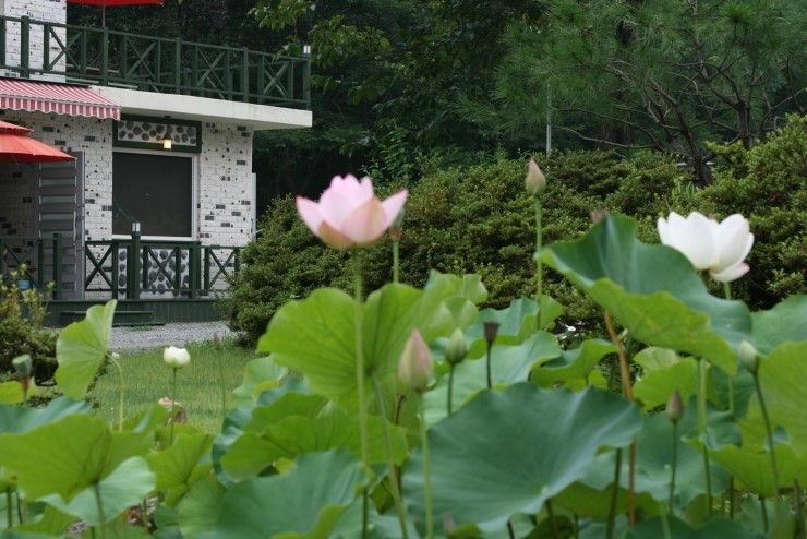 [담양펜션] 조용하고 깨끗한 담양메이플펜션에서 힐링하세요!!