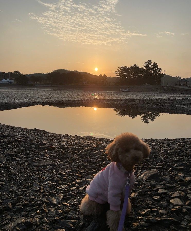 [애견동반] 서산 바다정원 펜션 하늘동