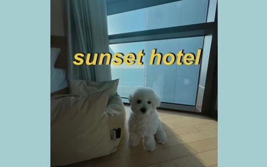 부산해운대강아지동반호텔 : 선셋호텔 sunset hotel