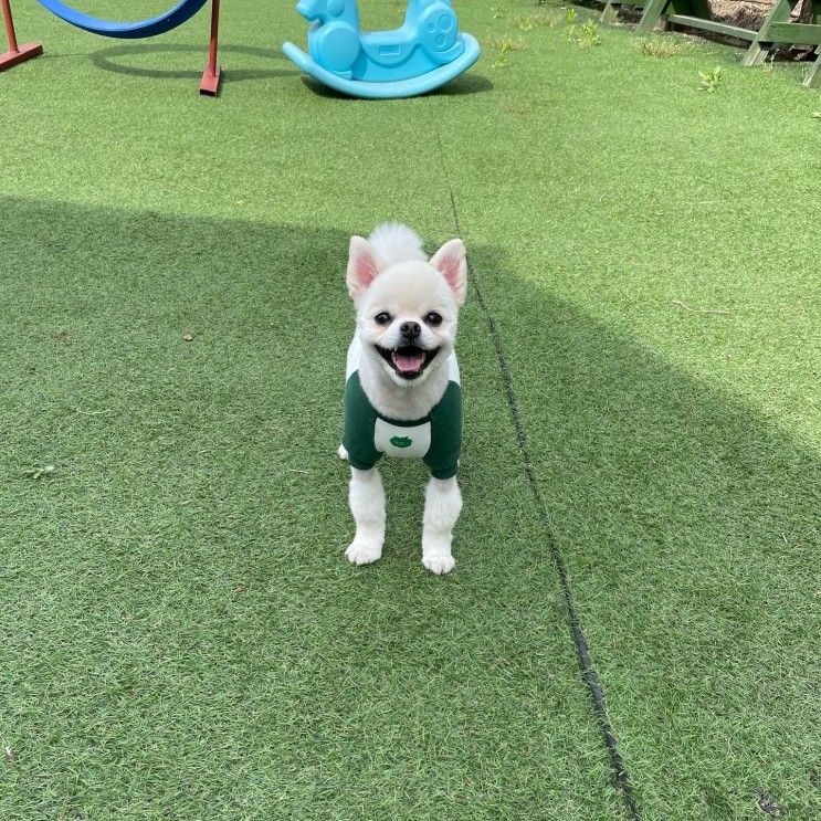 양평 애견펜션 팰리스펜션 가족여행가서 무료 스튜디오 촬영까지!