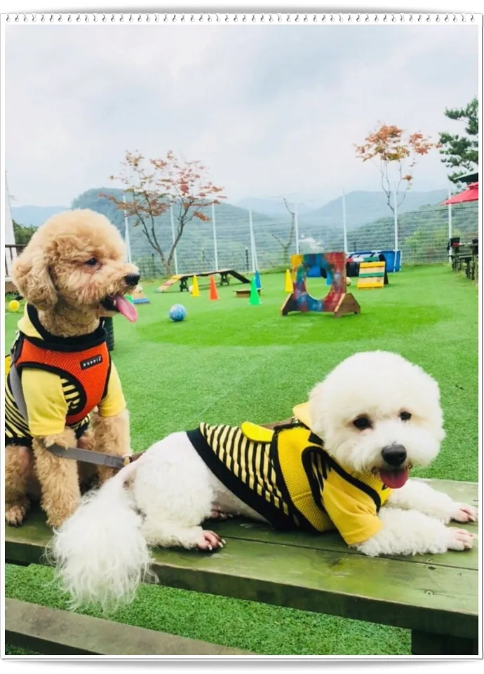 양평대형견펜션 독채펜션이라 더좋은 양평팰리스펜션