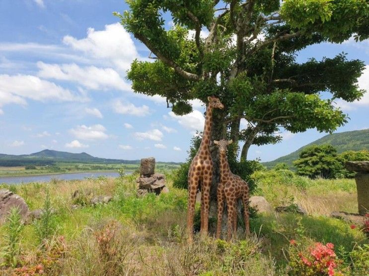 상상나무키즈펜션 (한라산 국립공원 제주도)