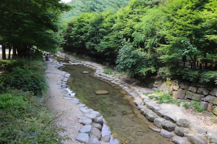 대전 계곡 상소동 산림욕장 물놀이 올 여름엔 꼭!