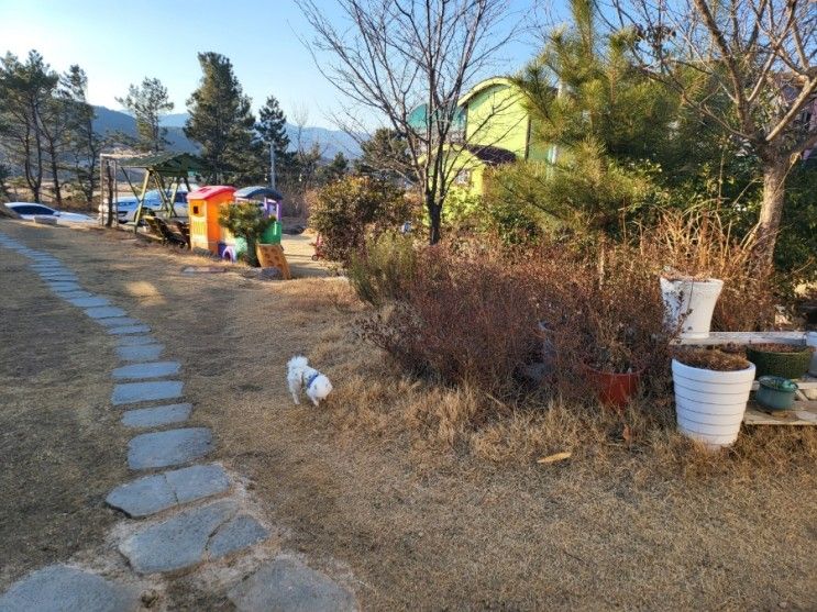 [경상도포항 애견동반펜션] 화진별장펜션 말발도리 이용후기...