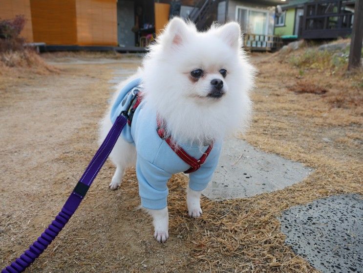 포항 애견동반 펜션, 화진별장펜션! 괜찮다! (+죽도시장)