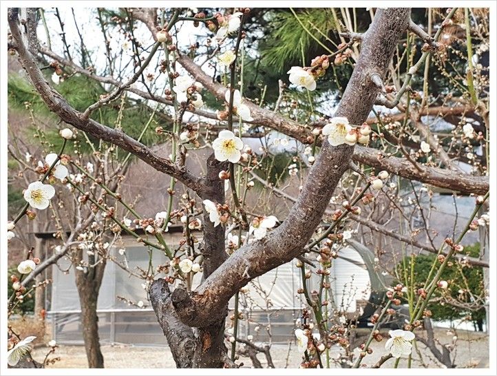 용인계곡카라반 용인계곡펜션 에이스펜션카라반 매화가...