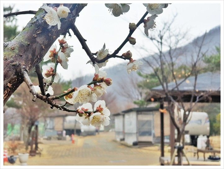 용인계곡카라반 용인계곡펜션 에이스펜션카라반 올챙이가...