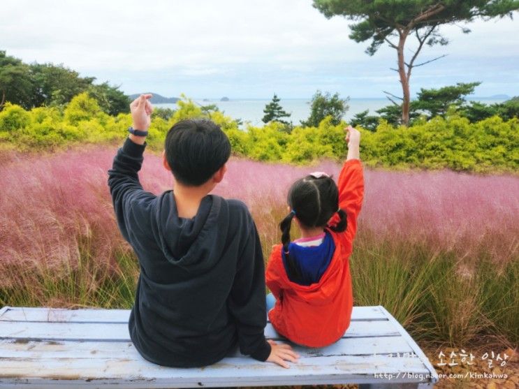 안면도 지중해아침펜션 온수풀수영장, 핑크뮬리