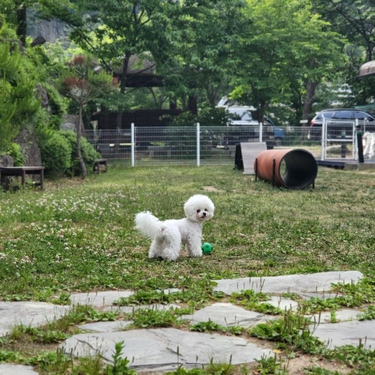 가평하이몽 애견풀빌라펜션 C동 2박3일 솔직후기