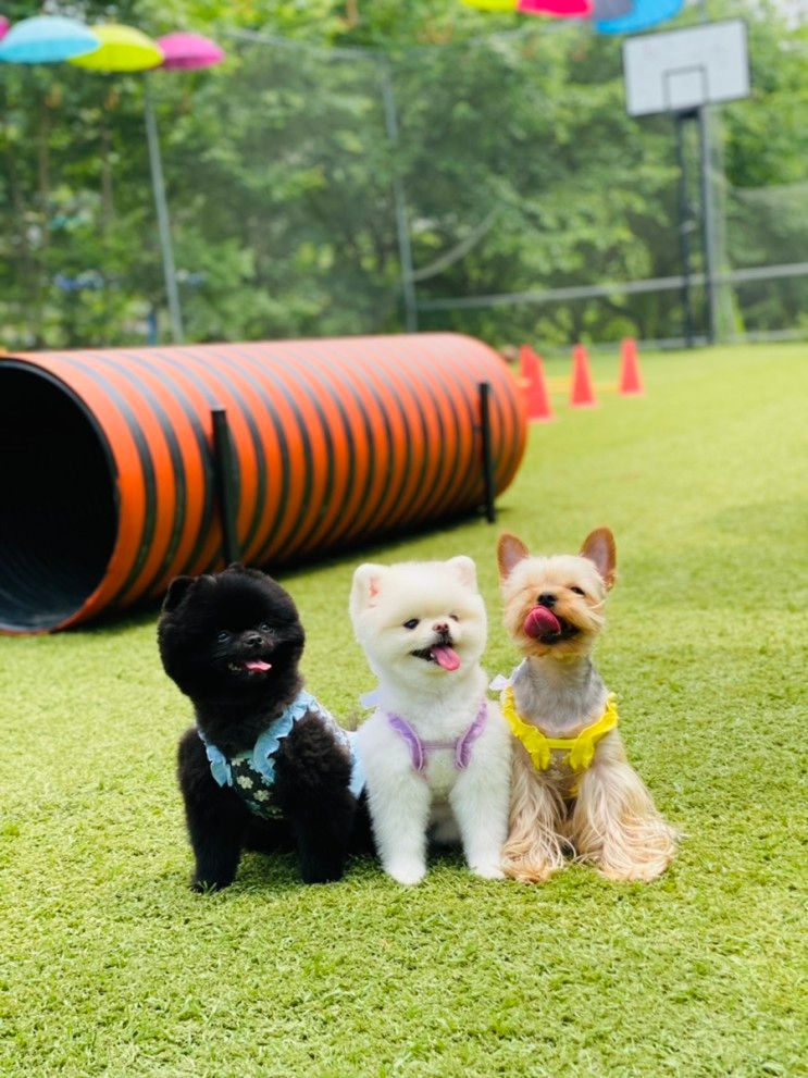 가평 애견동반 풀빌라 하이몽펜션 강아지 수영장 운동장 계곡...