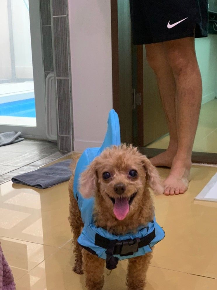 가평 하이몽 애견동반 펜션 애견동반 수영장 있는 풀빌라