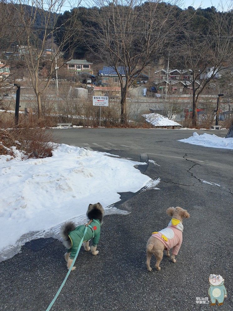 싼초랑 1박2일, 겨울에 방문한 가평 하이몽애견펜션 솔직후기