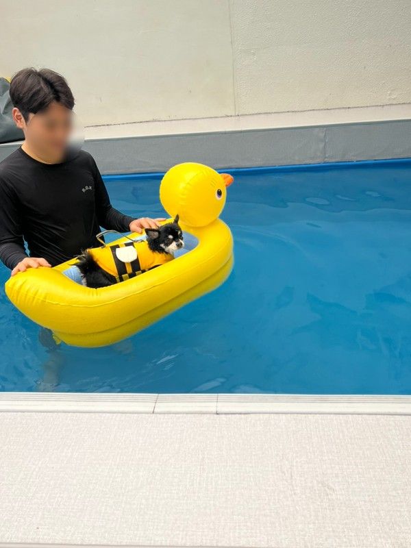 가평 애견 펜션 하이몽 풀빌라