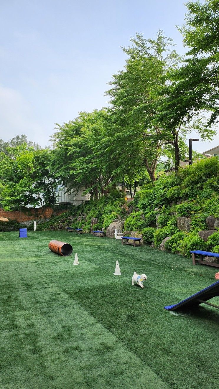 가평으로 떠난 1박2일 애견풀빌라 여행! 가평 하이몽 애견펜션