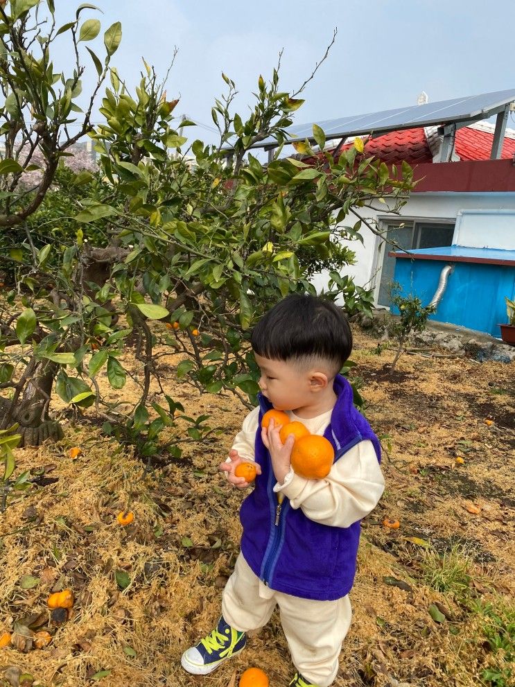 아이와제주여행 3탄) 2돌,6살... 협재해수욕장, 쉼127키즈펜션