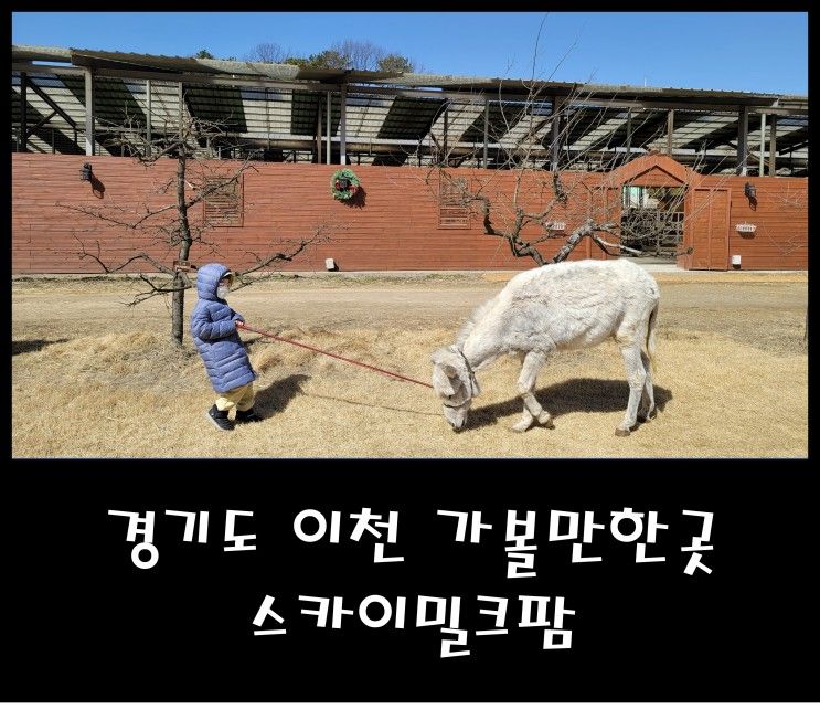 경기도 이천 아이와 가볼만한곳 스카이밀크팜 당나귀 농장